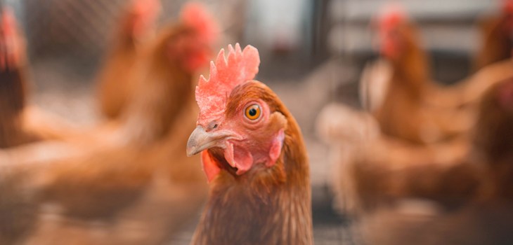Close up hen head ©Ben Moreland Unsplash