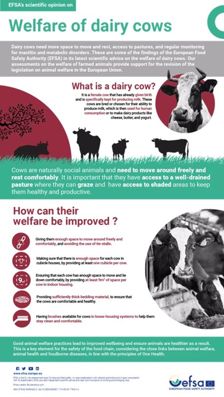EFSA's scientific opinion on the welfare of dairy cows