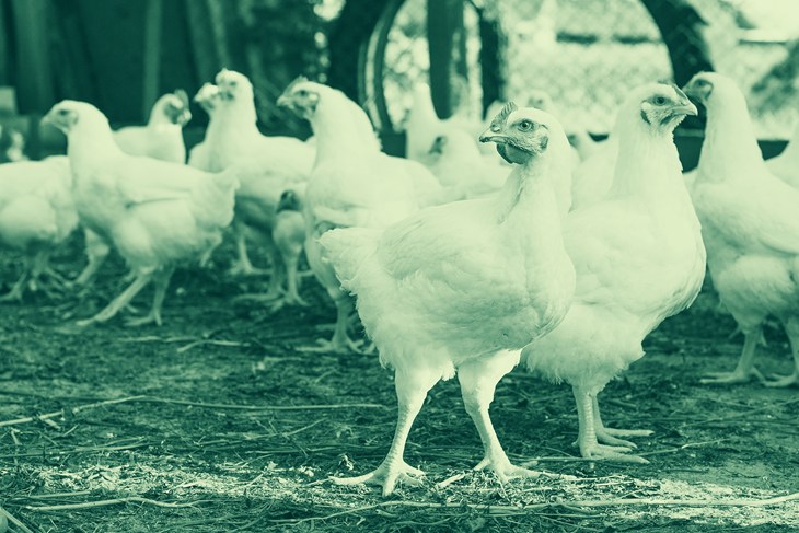 BBFAW tinted image of broiler chickens