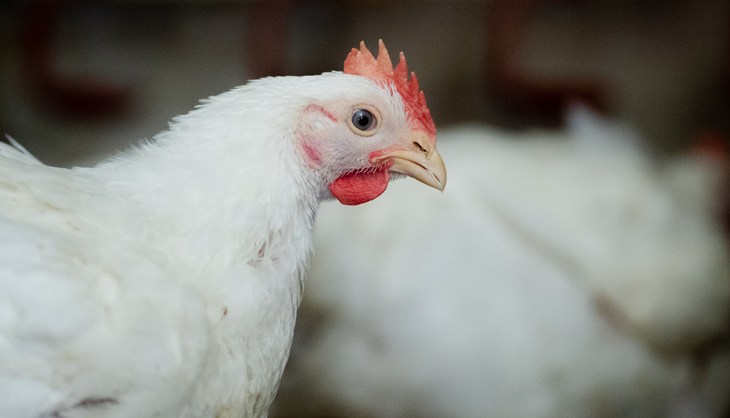 White broiler chicken in foreground looking at camera side on